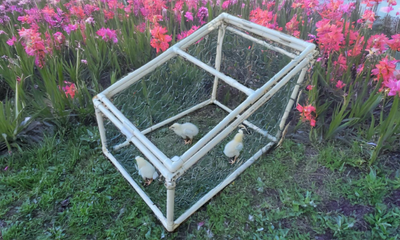PVC Chicken Brooder for raising your chickens in a safe and easy to build frame. This PVC Brooder can easily be converted into a coop as the chickens grow.