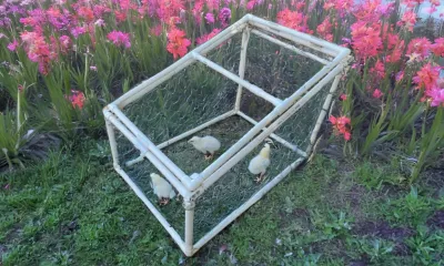 PVC Chicken Brooder - Coop