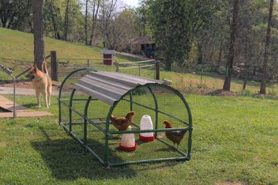 Arched 3 feet X 9 feet Chicken Coop (Green)