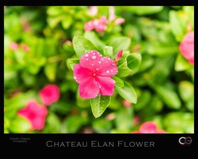 16 x 20 Chateau Elan Flower