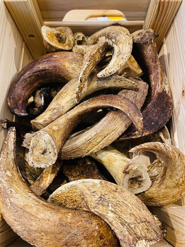 Lamb Marrow Horn