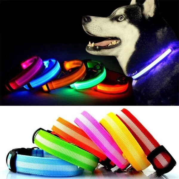 Bunty LED Collar