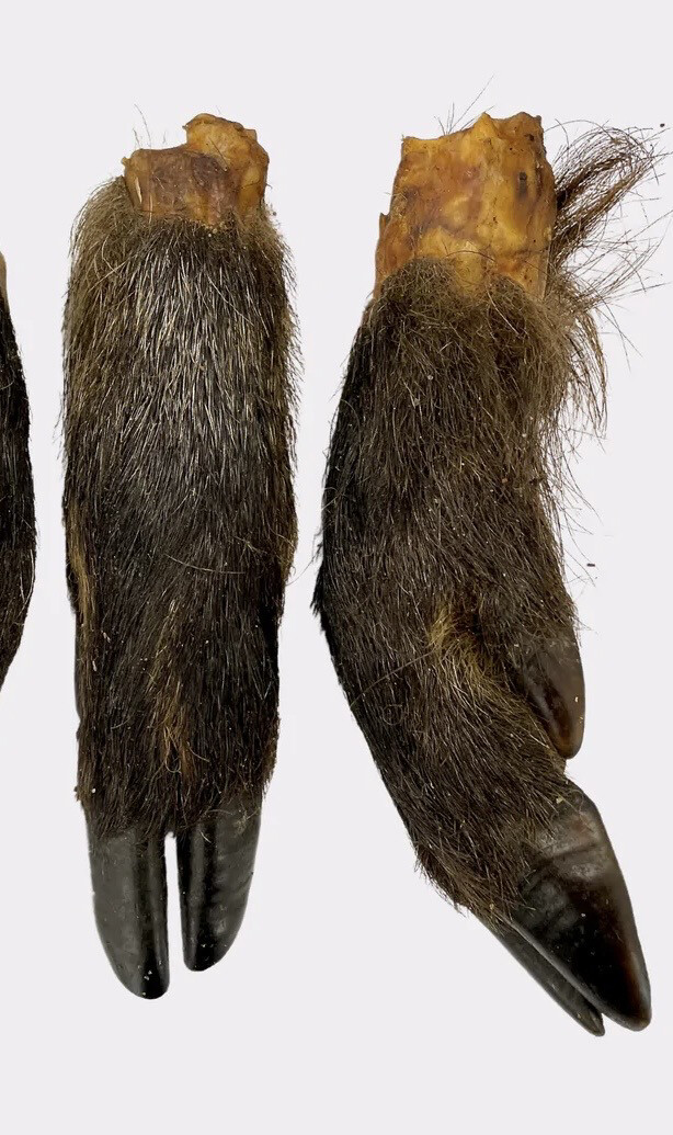 Wild Boar Foot