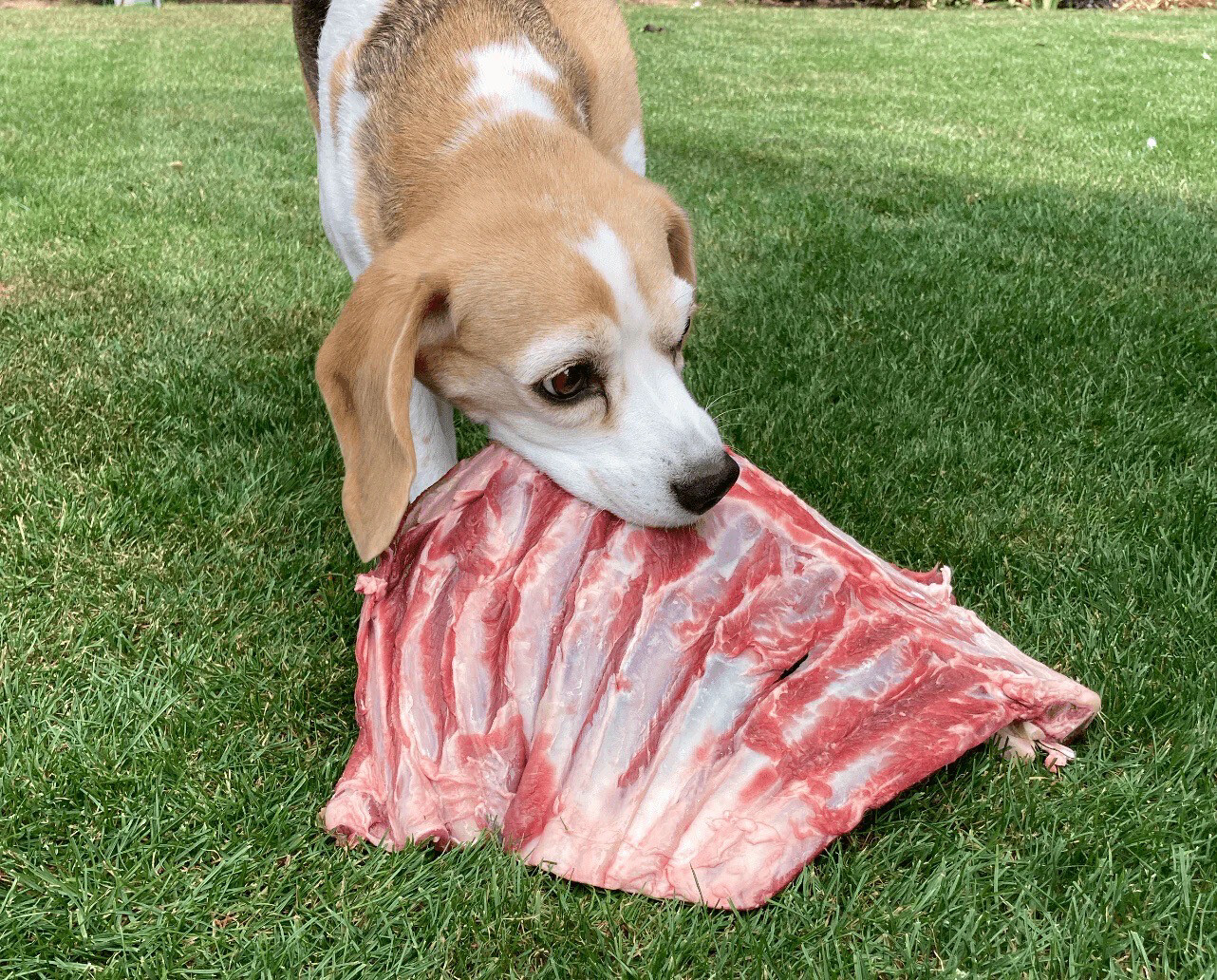 Betsy’s Lamb Rib Bone With Spine