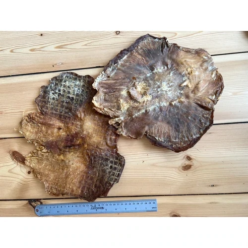 Large Flattened Pig Stomach