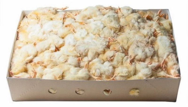 Southcliffe Day Old Chicks 10kg Bulk Box
