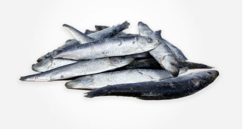 Mersey Raw Sprats 1kg
