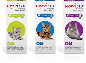 Bravecto for Cats - Topical Treatment