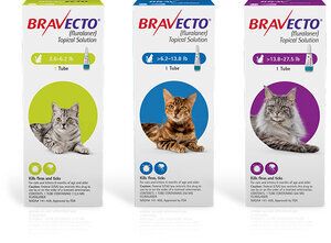 Bravecto for Cats - Topical Treatment Bravecto for Cats - Topical Treatment
