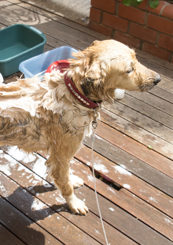 Natural non toxic dog shampoo 500ml