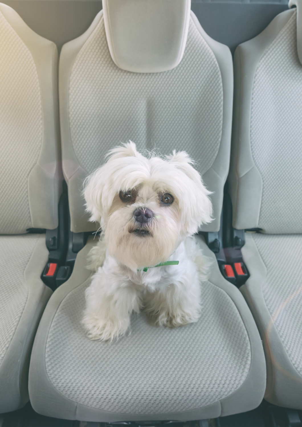 Dog Transport