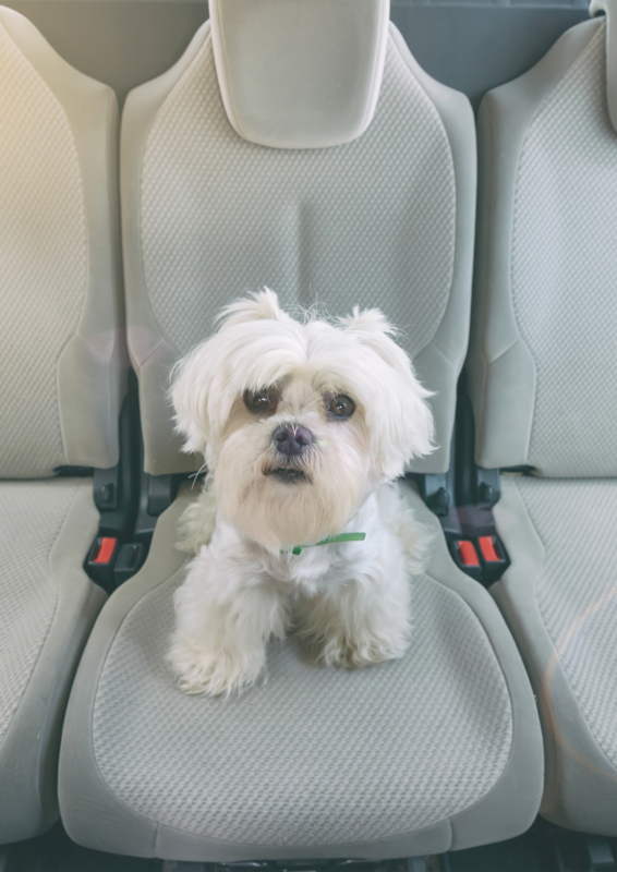 Dog Transport