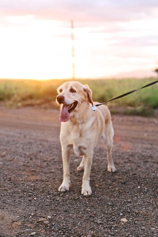 Dog Walking Services