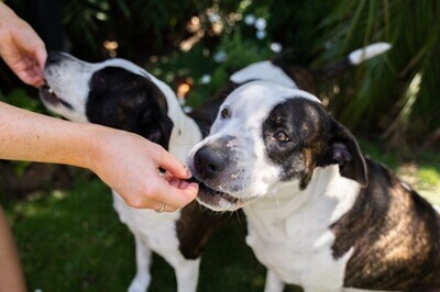 Dog Treats | Dehydrated and Air Dried Dog Treats