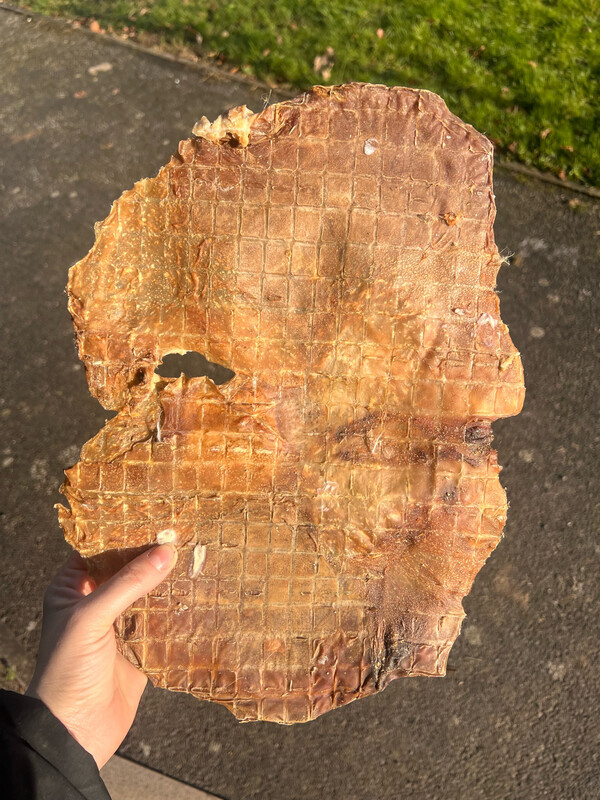 Pig Stomach