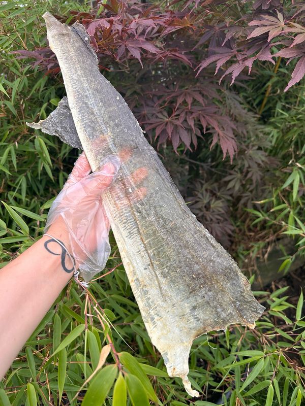 Large Fish Skins- Limited Edition