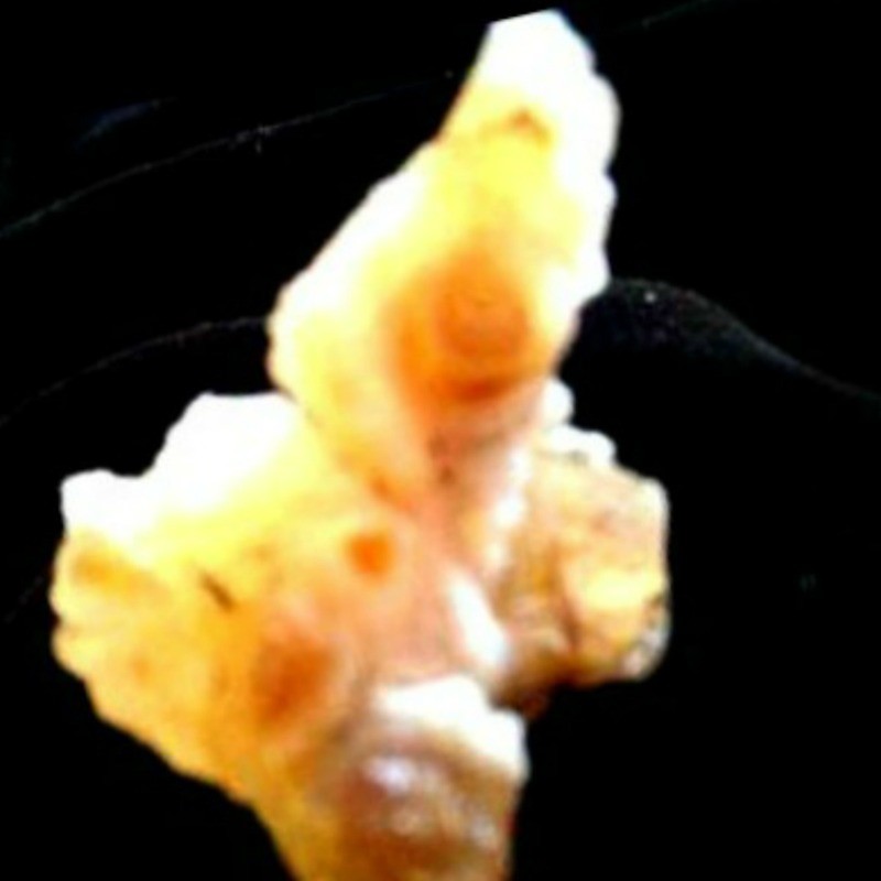 Baby Rock Creature