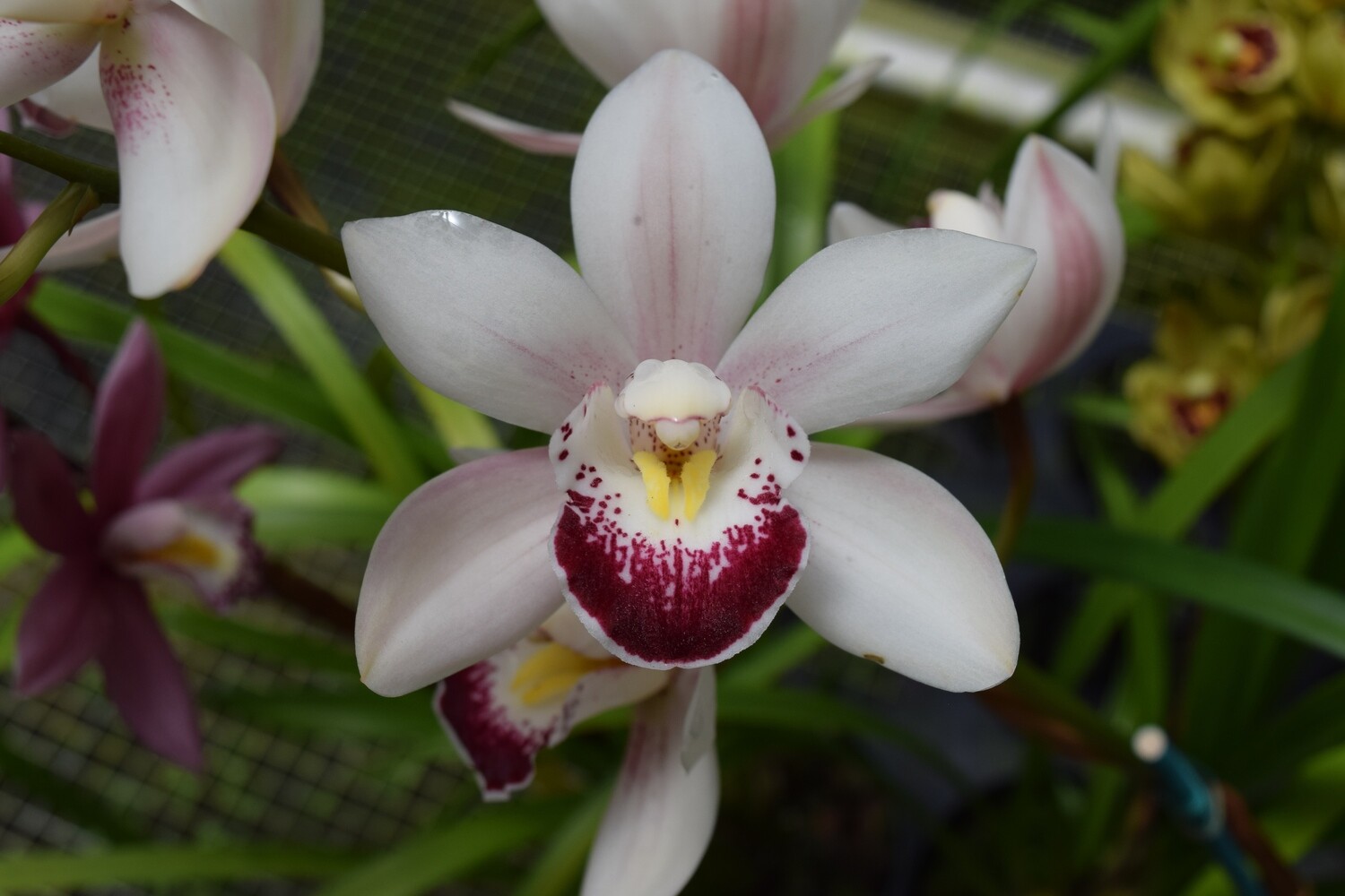 kawamotoorchids store