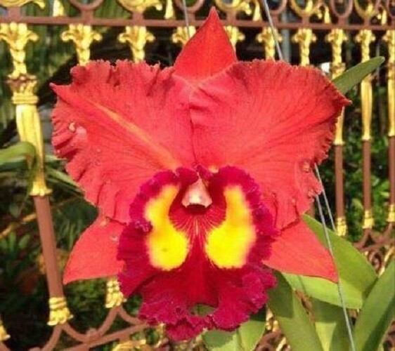 RARE OFFER RED AWARDED CATTLEYA Circle of Life 'Hot Pants' AM/AOS large sedling!