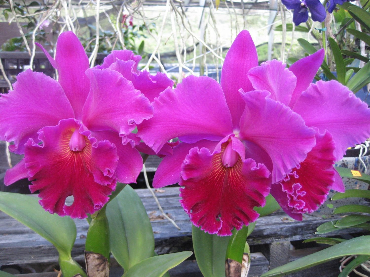 2 plants-Blc.(Edisto 'Newberry' x Mem. Crispin Rosales 'Behold')'Lake View'