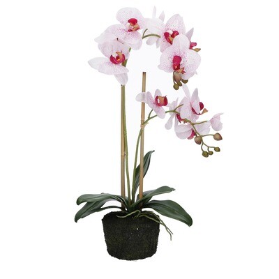 Zolla con orchidee maculate Veronica H. 57 cm.