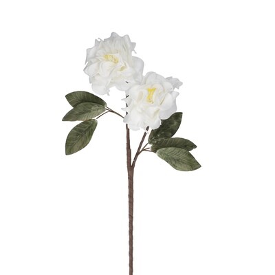Flora Rosa bianco