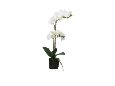 Zolla con orchidee bianche Veronica M