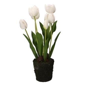 Zolla tulipani bianchi ANNA L