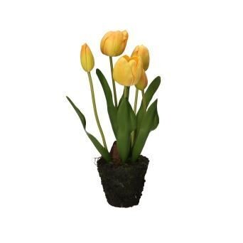 Zolla tulipani gialli ANNA M
