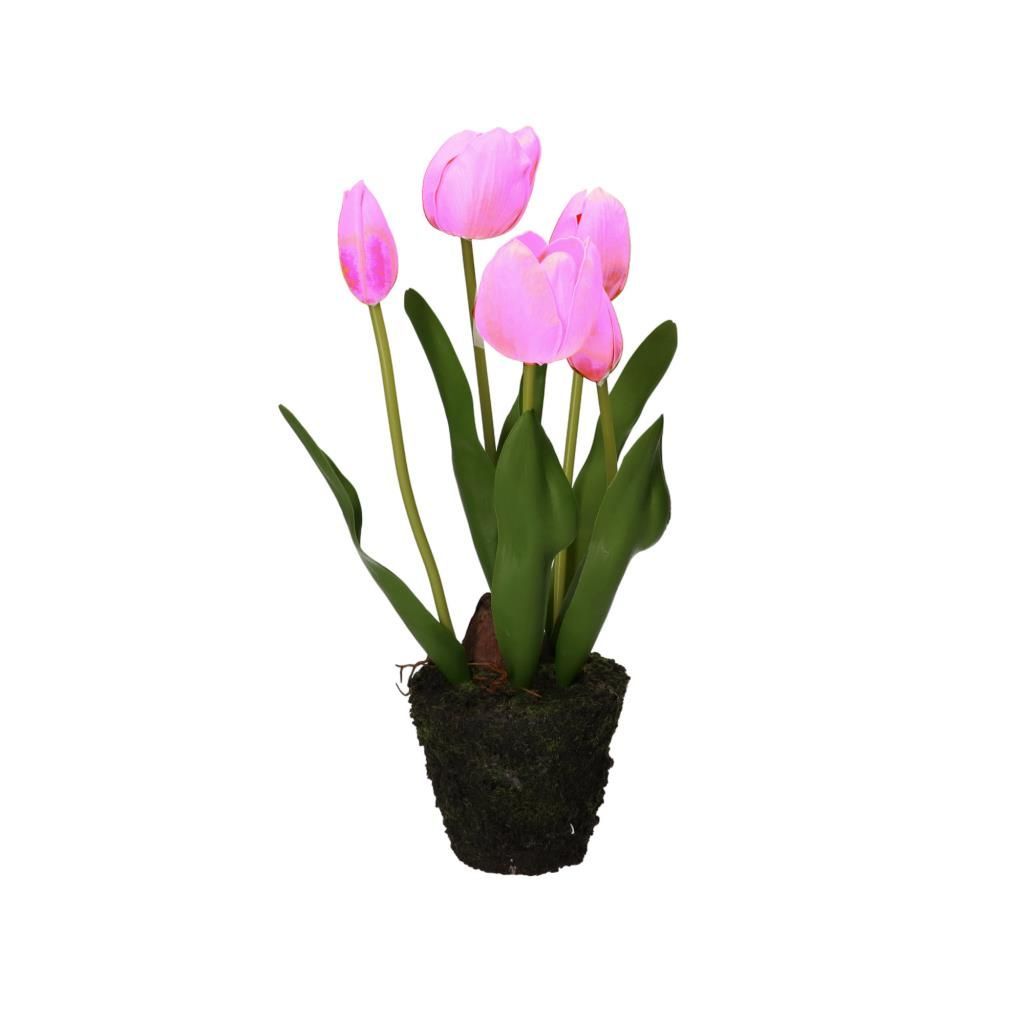 Zolla tulipani fucsia ANNA M