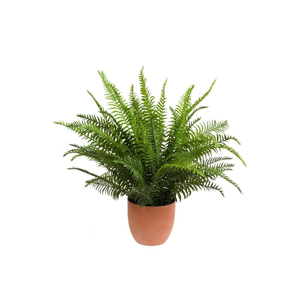 Pianta con vaso " PIANTALA " Felce h. 60 cm.