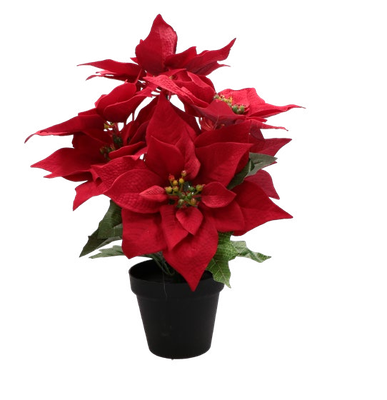 Stella di natale in vaso UNDUETRESTELLA Stella di natale in vaso UNDUETRESTELLA