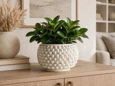 Vasi/cachepot
