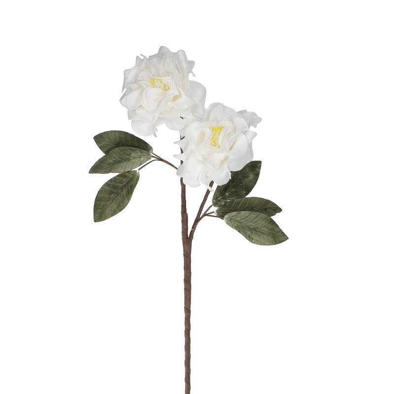 Flora Rosa bianco Flora Rosa bianco
