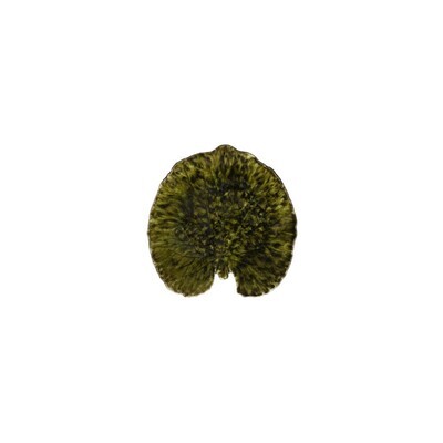 Foglia alchemille forets Riviera cm.17,6 Foglia alchemille forets Riviera cm.17,6