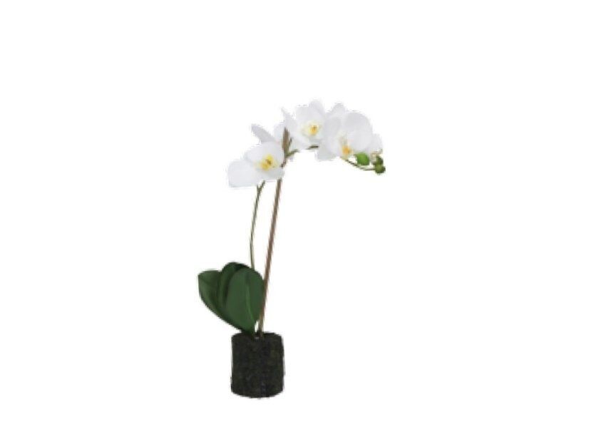 Zolla con orchidee bianche Veronica S Zolla con orchidee bianche Veronica S