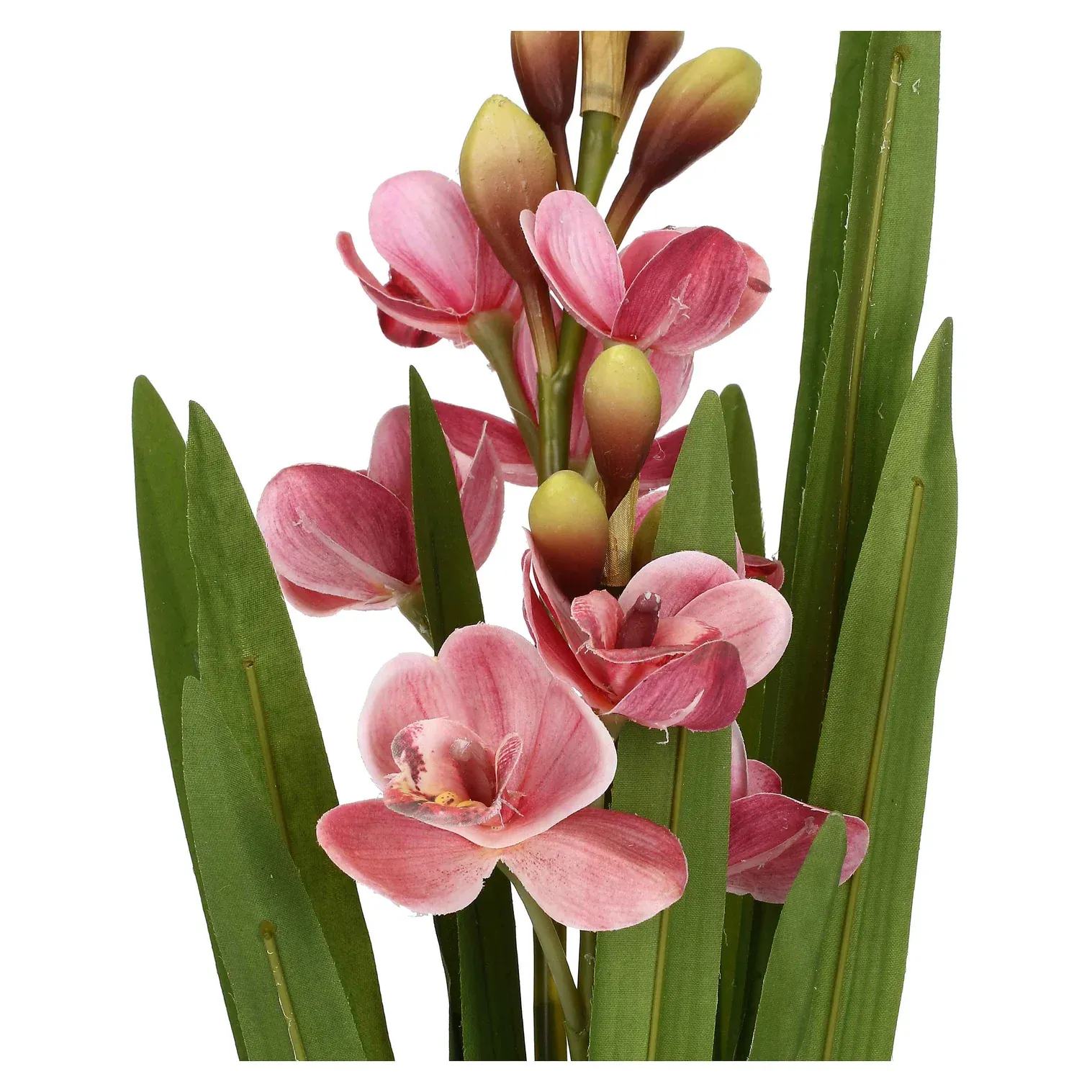 Veronica Zolla Cymbidium Rosa M 32x22x55 cm.