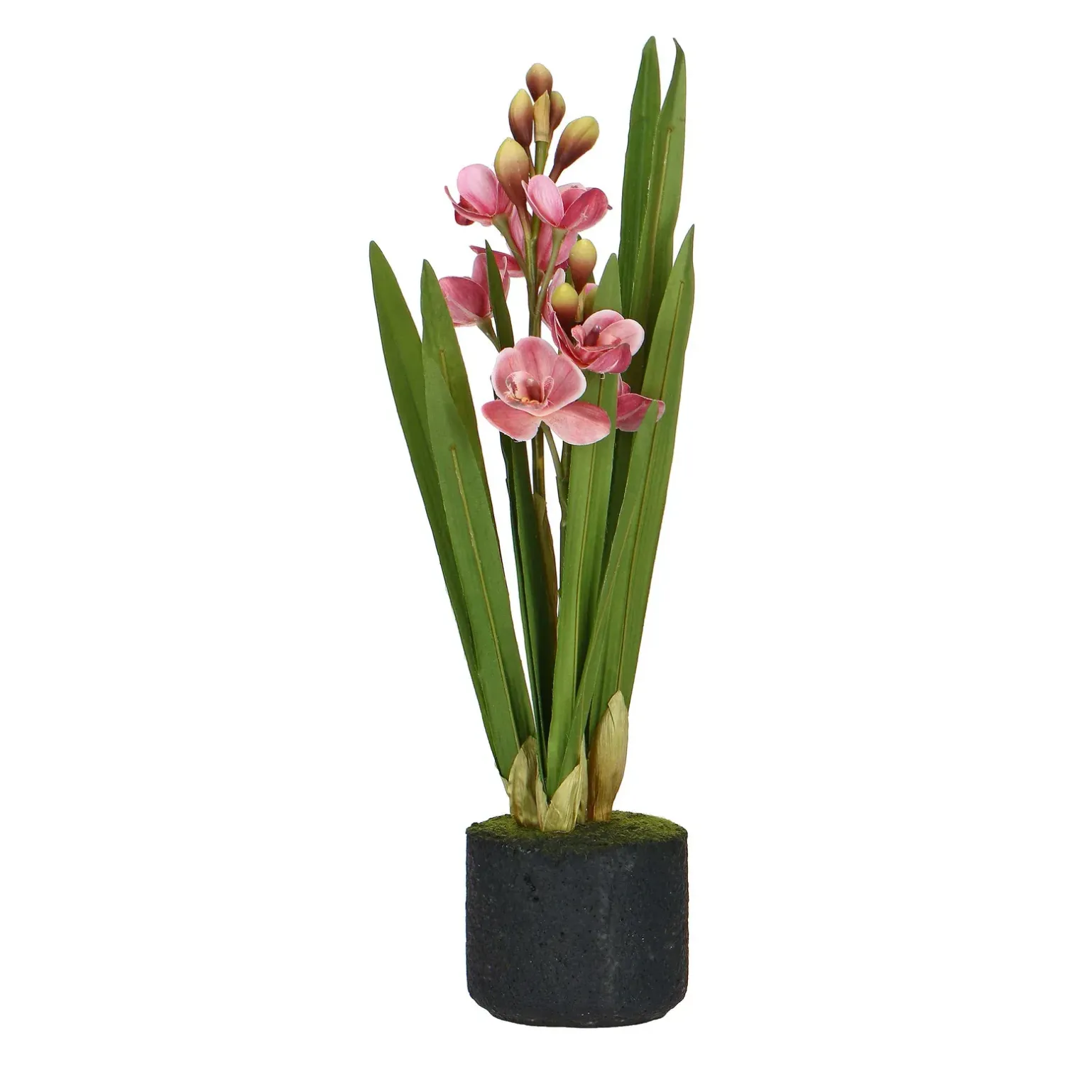 Veronica Zolla Cymbidium Rosa M 32x22x55 cm.