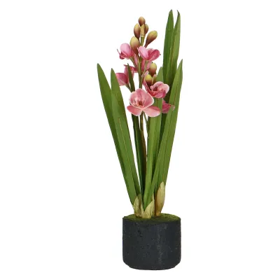 Veronica Zolla Cymbidium Rosa M 32x22x55 cm.