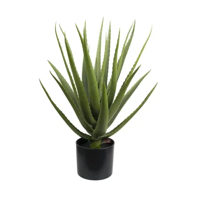Pianta con vaso "Piantala" Aloe h. 70 cm.