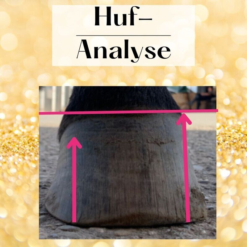 Huf-Analyse Pferd