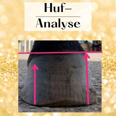 Huf-Analyse ihres Pferdes (Fotos und Röntgen schicken bitte)