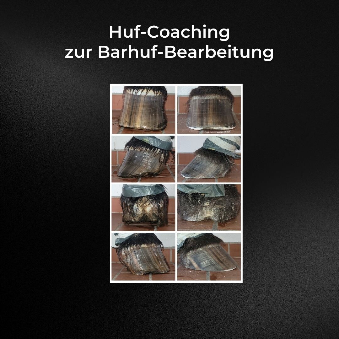Huf-Coaching zur Barhuf-Bearbeitung
