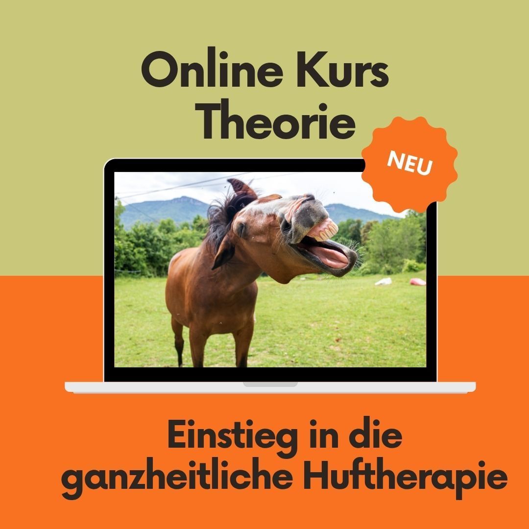 Einstieg in die ganzheitliche Huftherapie - Theoretische Grundlagen - Online Kurs -