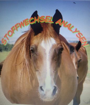  Stoffwechsel Analysen
