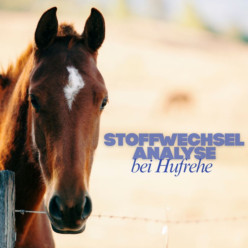 Stoffwechsel-Analyse bei Hufrehe_Bioresonanz-Haaranalyse für Pferde inklusive individueller Regulationsempfehlung