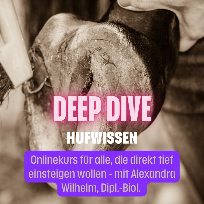 ? Hufwissen DEEP DIVE – der verständliche Onlinekurs für verunsicherte Pferdebesitzer