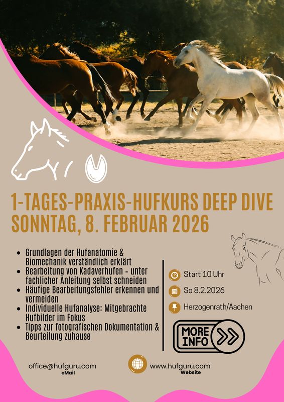 1 Tag Praxis-Workshop DEEP DIVE: Sonntag, 7.2.2026