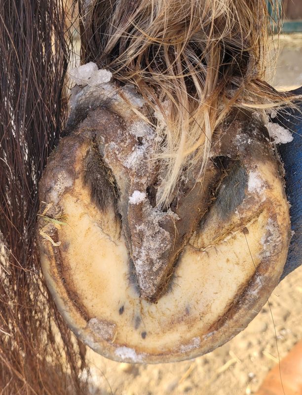 Hufbearbeitung  Folgebehandlung