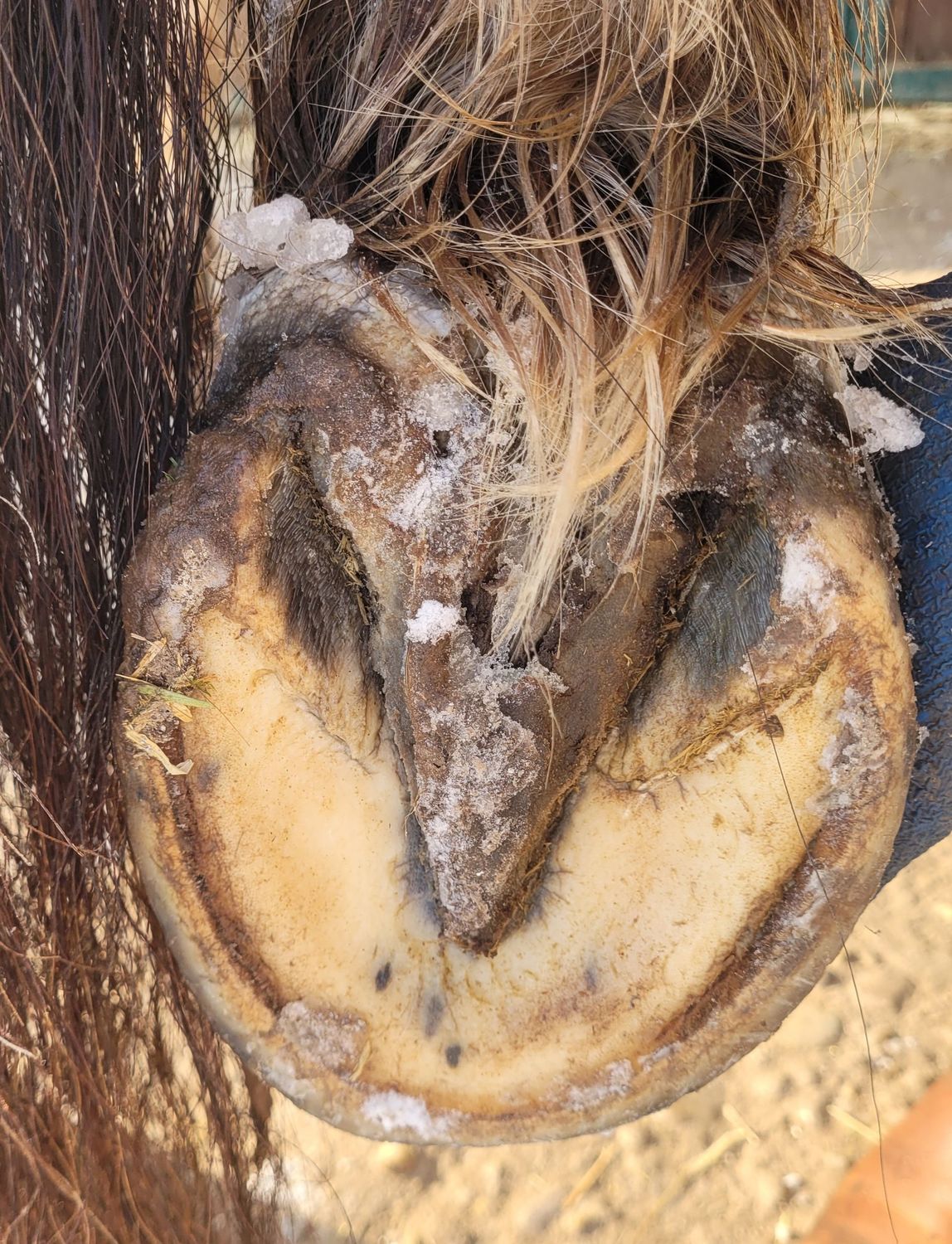 Hufbearbeitung  Erstbehandlung